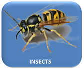 Insects Button