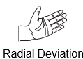 Wrist Radial Deviation
